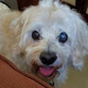 Meet your Posher, Renee